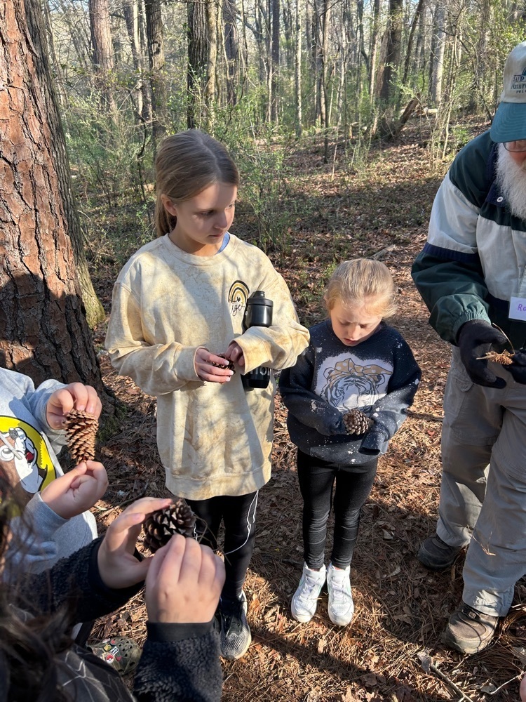 Students studying pine cones